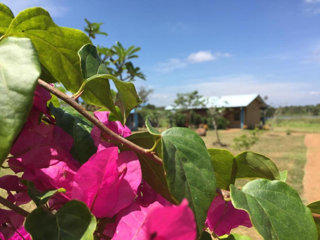 Rho Sigiriya Lake Edge Retreat Kibissa Eksteriør billede